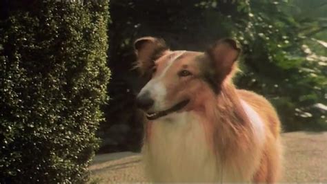 The Heartwarming Magic of Lassie's Family-Friendly Adventures